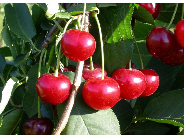 Prunus cerasus Érdi bőtermő / Érdi bőtermő meggy