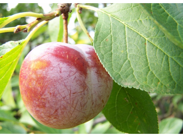 Prunus domestica Sermina / Sermina Szilva