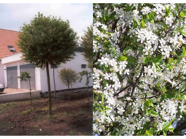 Prunus fruticosa Globosa / Gömb csepleszmeggy