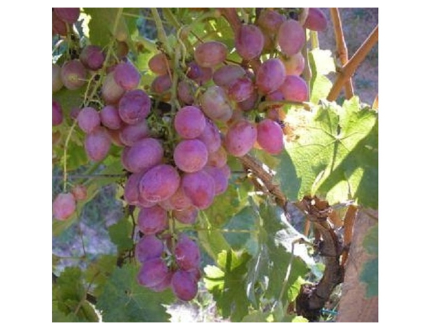 Vitis vinifera Anita / Anita vörös csemegeszőlő