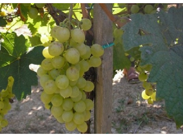Vitis vinifera Attila / Attila fehér csemegeszőlő