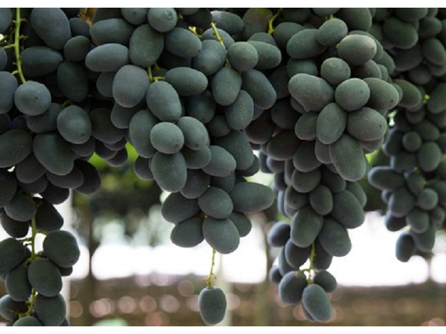 Vitis vinifera Big Perlon / Big Perlon vörös csemegeszőlő