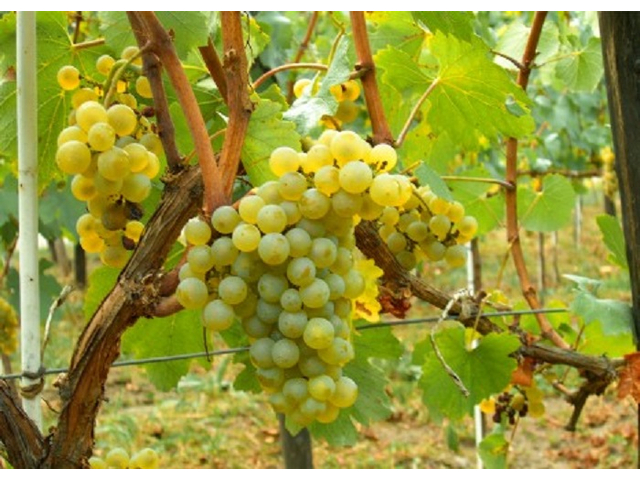 Vitis vinifera Chardonnay / Chardonnay fehér borszőlő
