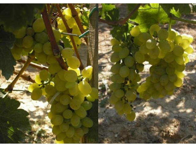 Vitis vinifera Corniola / Corniola fehér csemegeszőlő