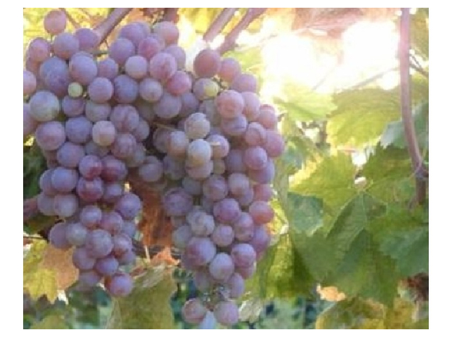Vitis vinifera Flóra / Flóra fehér csemegeszőlő