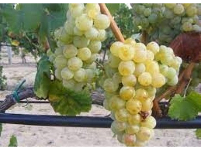 Vitis vinifera Jázmin / Jázmin fehér borszőlő