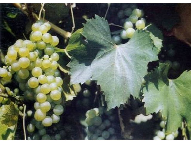 Vitis vinifera Királyleányka / Királyleányka fehér borszőlő