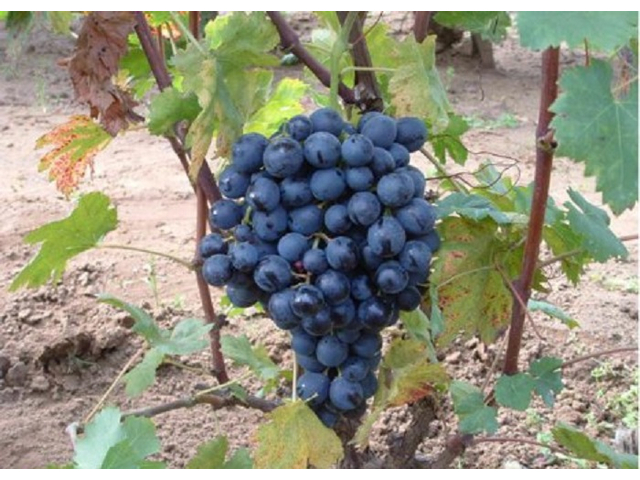 Vitis vinifera Melinda / Melinda vörös csemegeszőlő