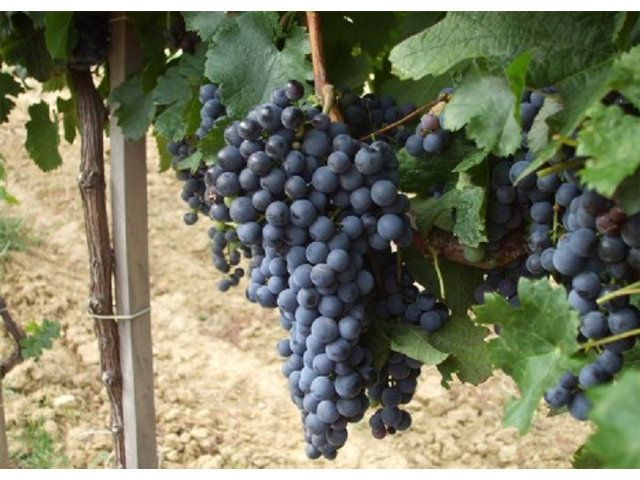 Vitis vinifera Merlot / Merlot vörös borszőlő