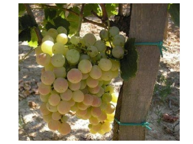 Vitis vinifera Nimrang / Nimrang fehér csemegeszőlő