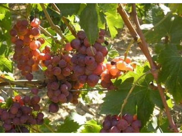 Vitis vinifera Piros chasselas / Piros chasselas (saszla) fehér csemegeszőlő