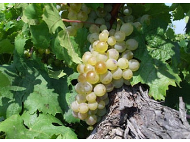 Vitis vinifera Rizlingszilváni / Rizlingszilváni fehér borszőlő
