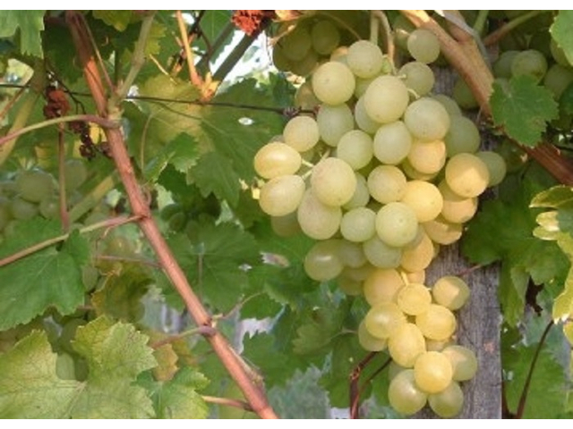 Vitis vinifera Suzy / Suzy fehér csemegeszőlő