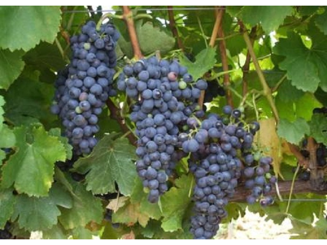Vitis vinifera Syrah / Syrah vörös borszőlő