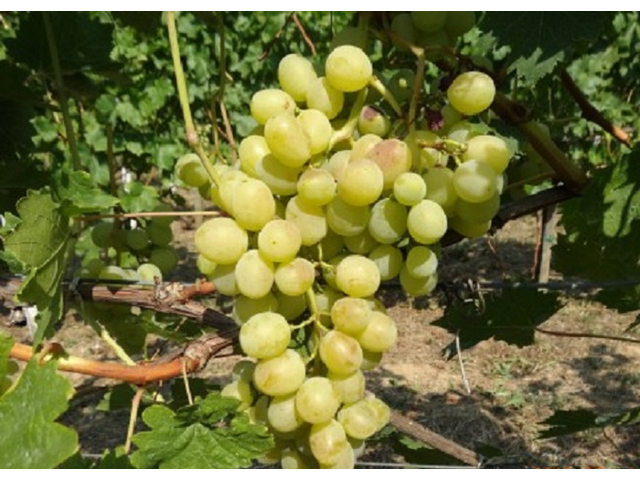 Vitis vinifera Szőlőskertek királynője muskotály / Szőlőskertek királynője muskotály fehér csemegeszőlő