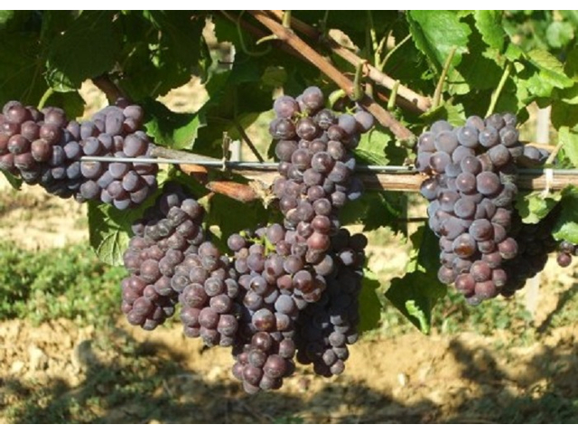 Vitis vinifera Szürkebarát / Szürkebarát fehér borszőlő