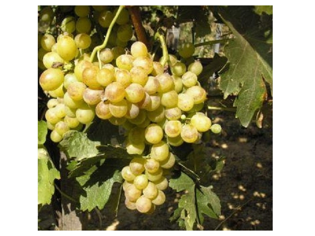 Vitis vinifera Téli muskotály / Téli muskotály fehér csemegeszőlő