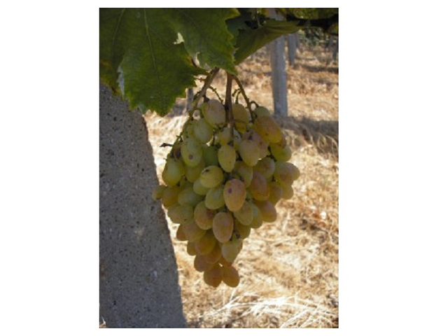 Vitis vinifera Vosztorg / Vosztorg fehér csemegeszőlő