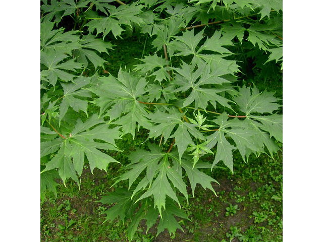 Acer platanoides Palmatifidum / Korai juhar Palmatifidum