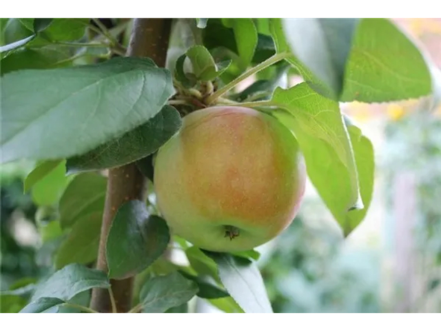 Malus domestica Nyári fontos /Nyári fontos alma