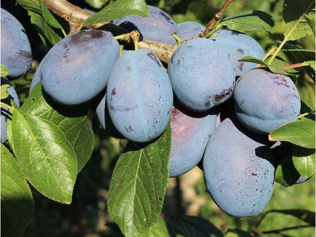 Prunus domestica Jojo / Jojo szilva