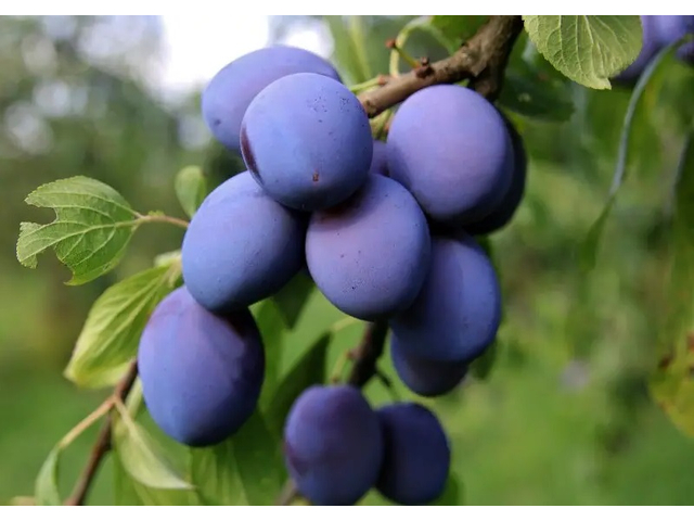 Prunus domestica Monfort / Monfort szilva 