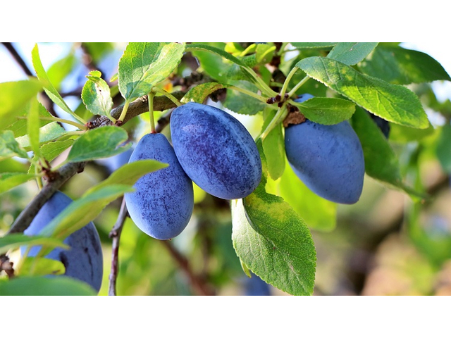 Prunus domestica Valjevka / Valjevka szilva