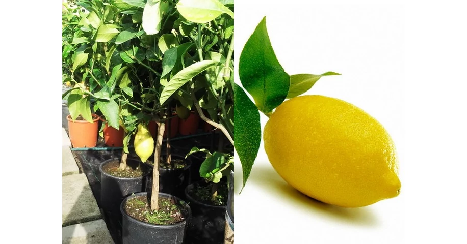 Blue Sky E1 Rutaceae Home Kitchen Lemon Ceramic Teapot 10in