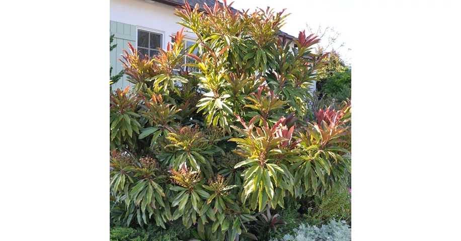 Eriobotrya Coppertone / Japán naspolya