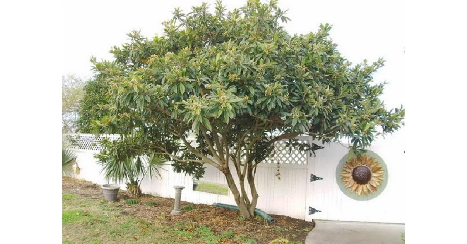 Eriobotrya Coppertone / Japán naspolya