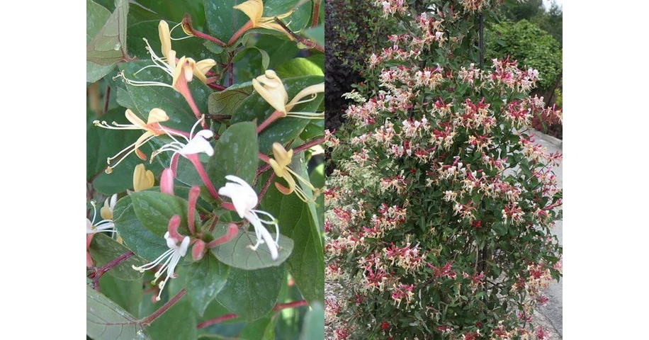 Lonicera japonica purpurea / Bord lomb japn futlonc