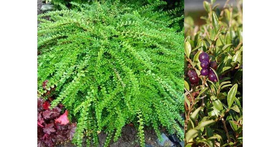 Lonicera pileata Moss Green / Trpelonc