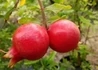 Kép 1/3 - Punica granatum Wonderful / Termő gránátalma