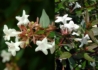 Kép 1/2 - Abelia chinensis / Nagyvirágú tárnicslonc