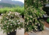 Kép 2/2 - Abelia chinensis / Nagyvirágú tárnicslonc