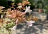 Kép 1/5 - Abelia grandiflora sarabande / Tarka levelű tárnicslonc