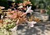 Kép 1/5 - Abelia grandiflora sarabande / Tarka levelű tárnicslonc
