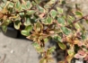 Kép 2/5 - Abelia grandiflora sarabande / Tarka levelű tárnicslonc