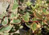 Kép 4/5 - Abelia grandiflora sarabande / Tarka levelű tárnicslonc