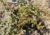 Kép 5/5 - Abelia grandiflora sarabande / Tarka levelű tárnicslonc