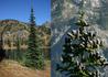 Kép 3/3 - Abies arizonica Glauca / Arizonai jegenyefenyő