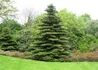Kép 1/4 - Abies koreana / Koreai jegenyefenyő