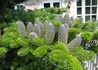Kép 2/4 - Abies koreana / Koreai jegenyefenyő