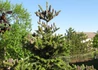 Kép 3/4 - Abies koreana / Koreai jegenyefenyő