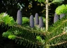 Kép 4/4 - Abies koreana / Koreai jegenyefenyő