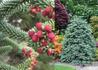 Kép 1/3 - Abies pinsapo Glauca / Andalúziai jegenyefenyő
