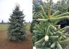 Kép 2/3 - Abies pinsapo Glauca / Andalúziai jegenyefenyő