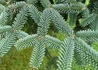 Kép 3/3 - Abies pinsapo Glauca / Andalúziai jegenyefenyő