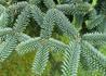 Kép 3/3 - Abies pinsapo Glauca / Andalúziai jegenyefenyő