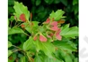 Kép 3/4 - Acer Tataricum subsp. Ginnala / Tatár juhar